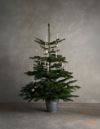 JULETRÆSKÆDE 24 LYS